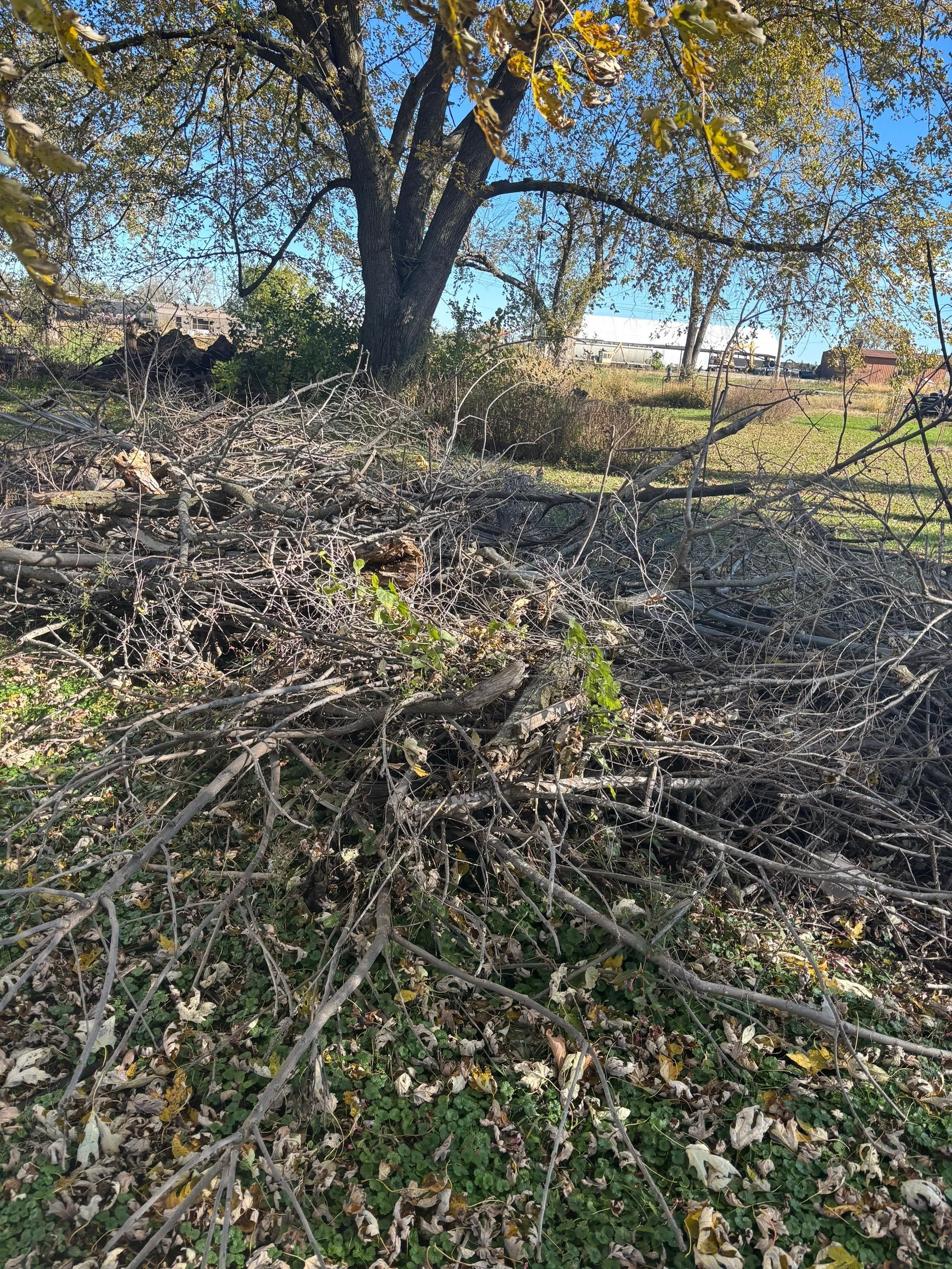 A large pile of fallen tree branches and twigs on the ground beneath a tall leafless tree in a grassy area, with a clear blue sky above.