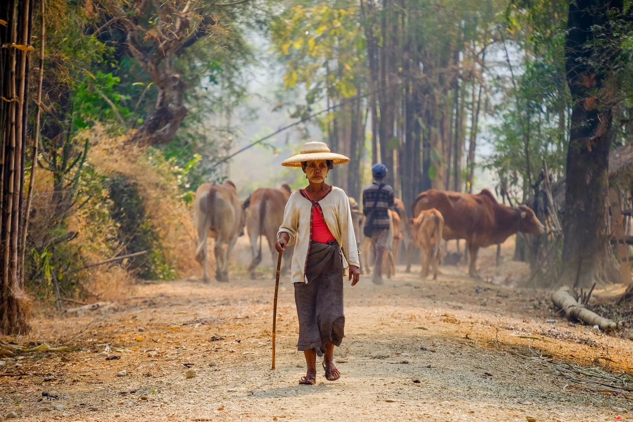 An elderly woman walking on a dirt path with a walking stick, wearing a wide-brimmed straw hat, a red shirt, and a light-colored jacket, with cattle and a person in the background in a forested area.