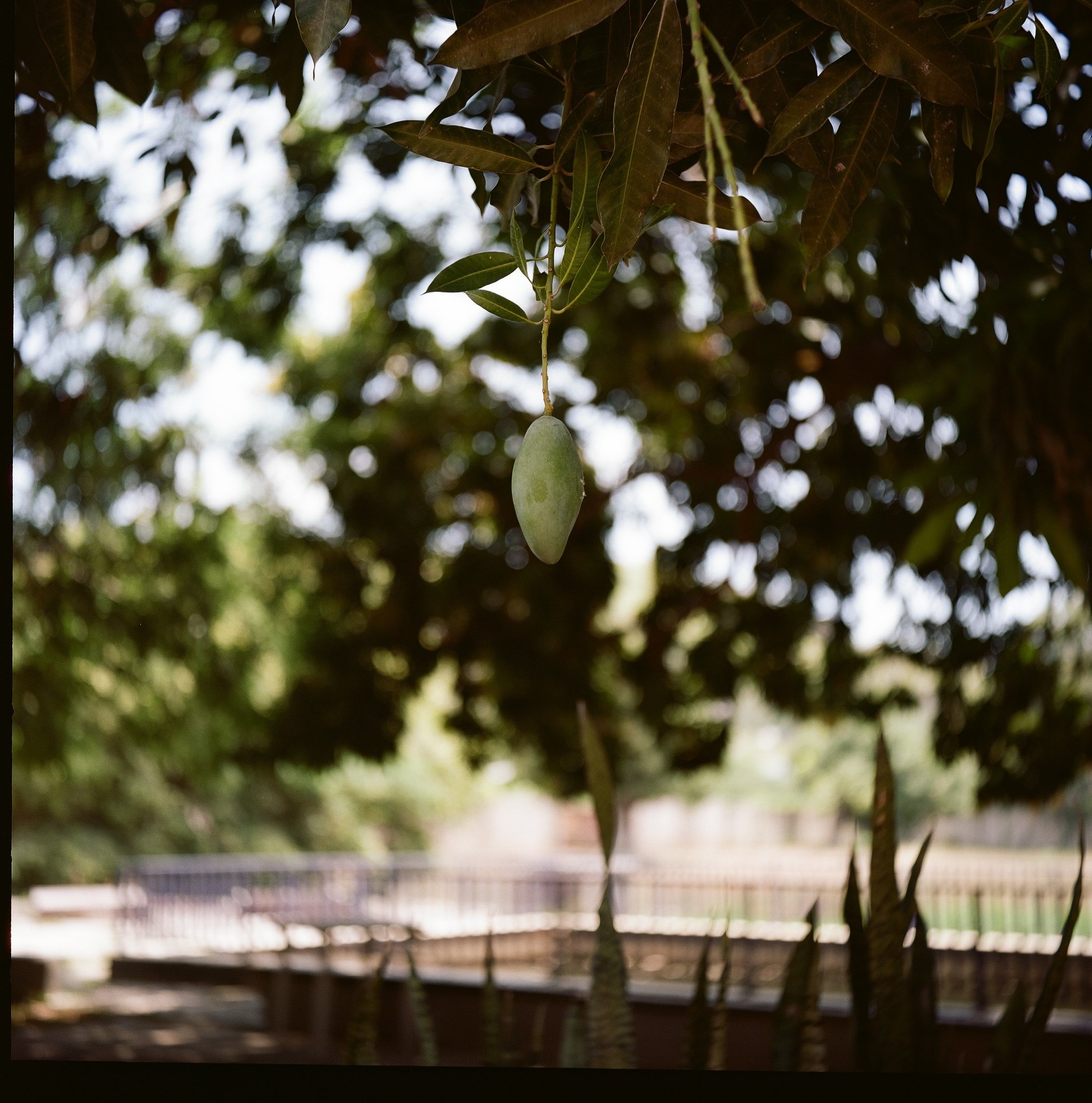 Mango detail on film, Burikitak photography