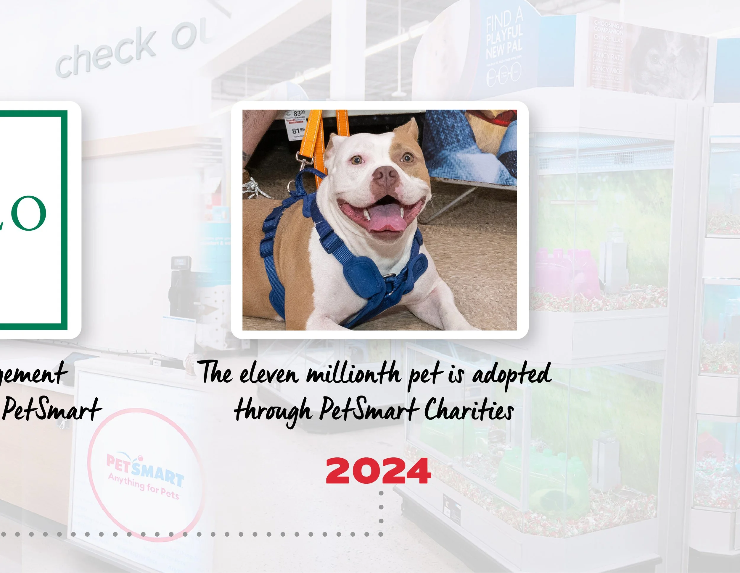 A smiling pit bull dog wearing a blue harness and collar, sitting on a store floor with pet products in the background.