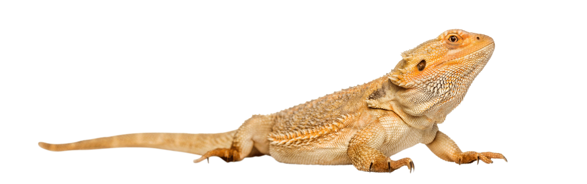 Bearded Dragon
