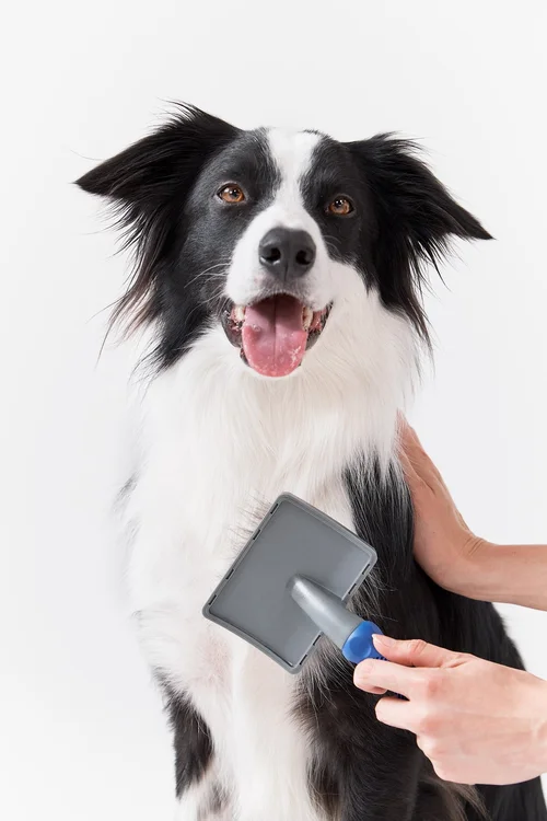 our-standard-of-care-petsmart