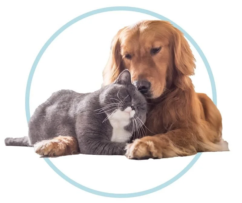 Grey Cat and Golden Retriever Dog
