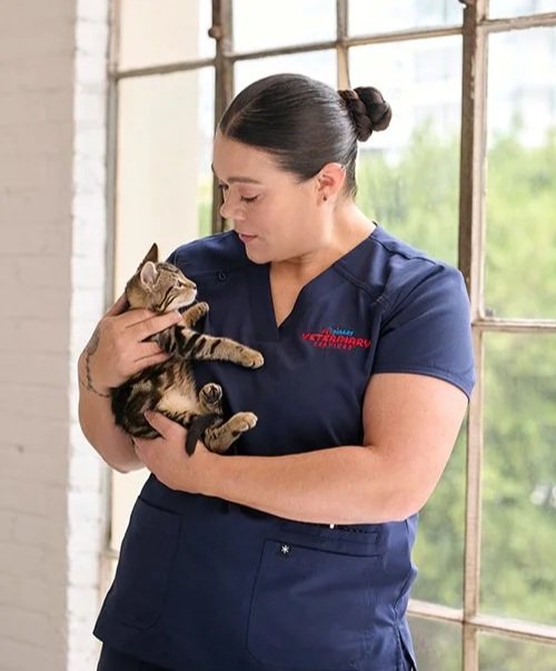 PVS Veterinarian holding a cat
