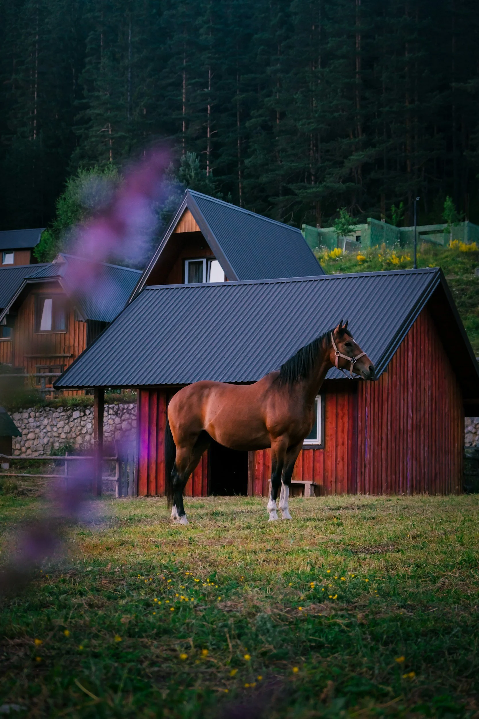 Not Horsin’ Around