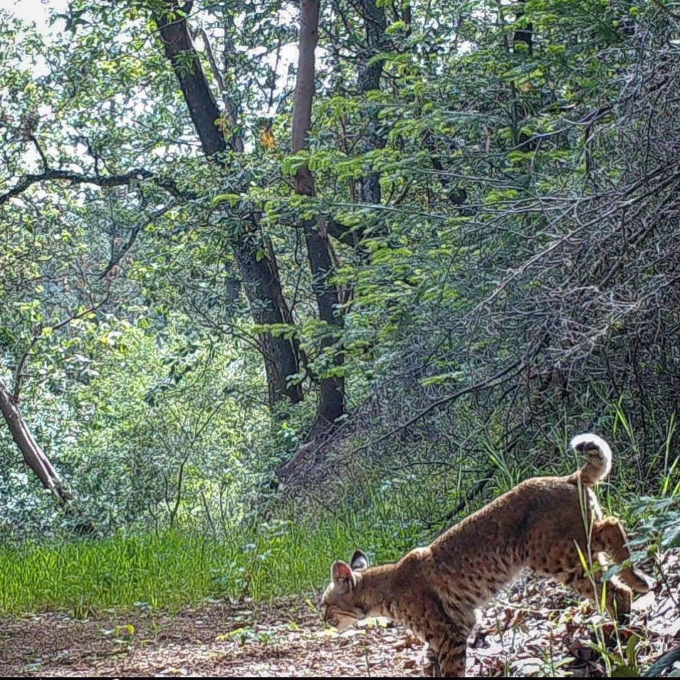 Anneleise_Bobcat.jpg
