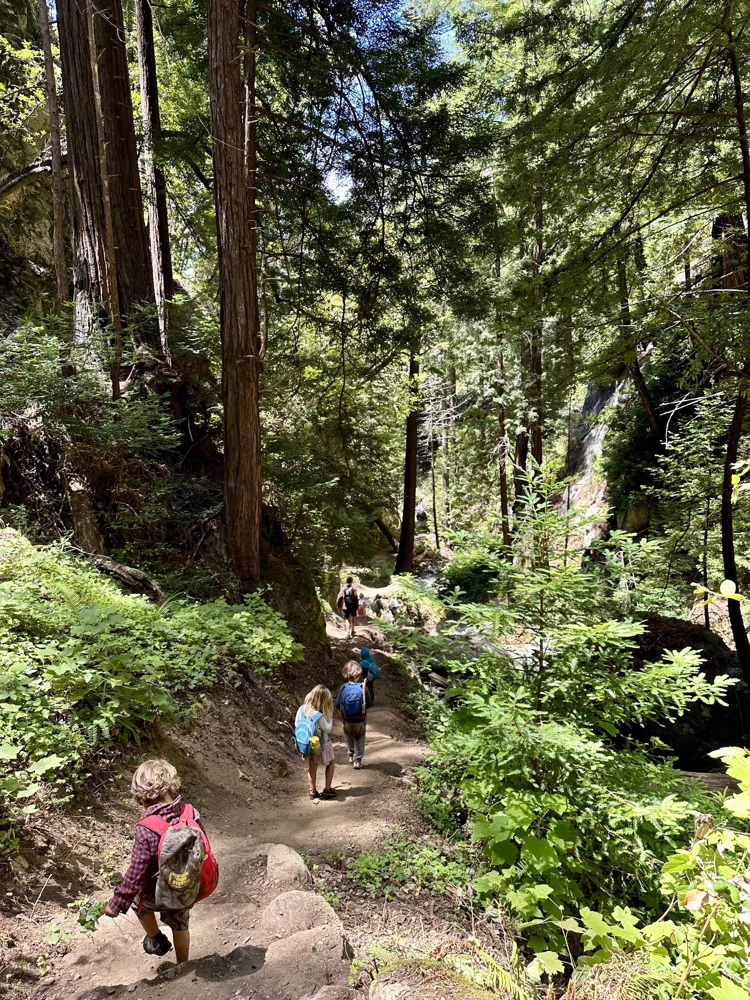  A group of kids walking on a trail in the redwoods 