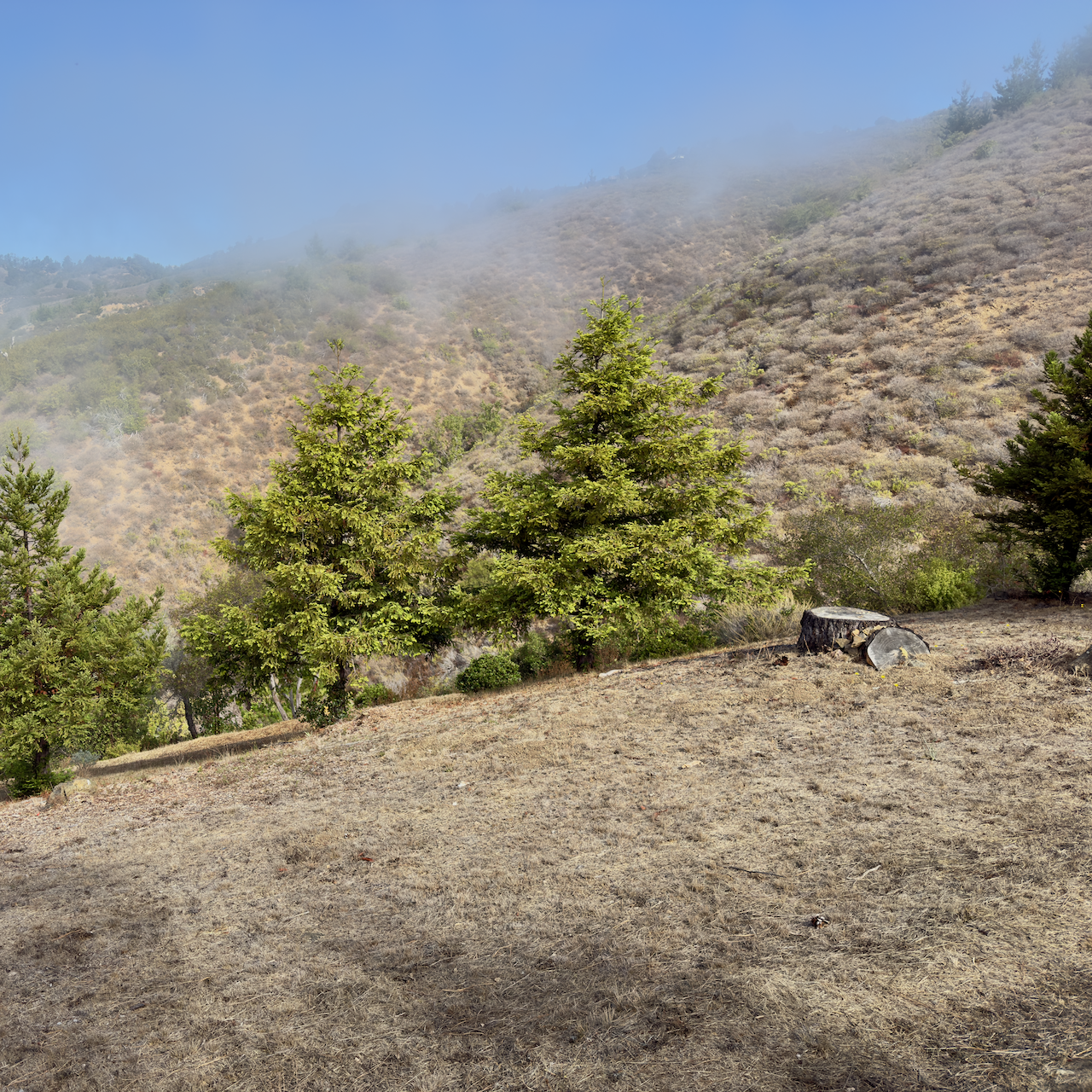 Open grassy lawn with 3 redwood trees in the background and a blue sky