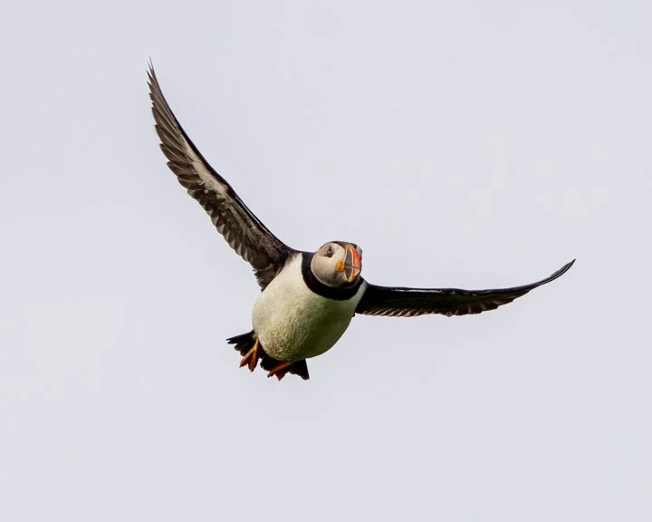 Puffin Flight