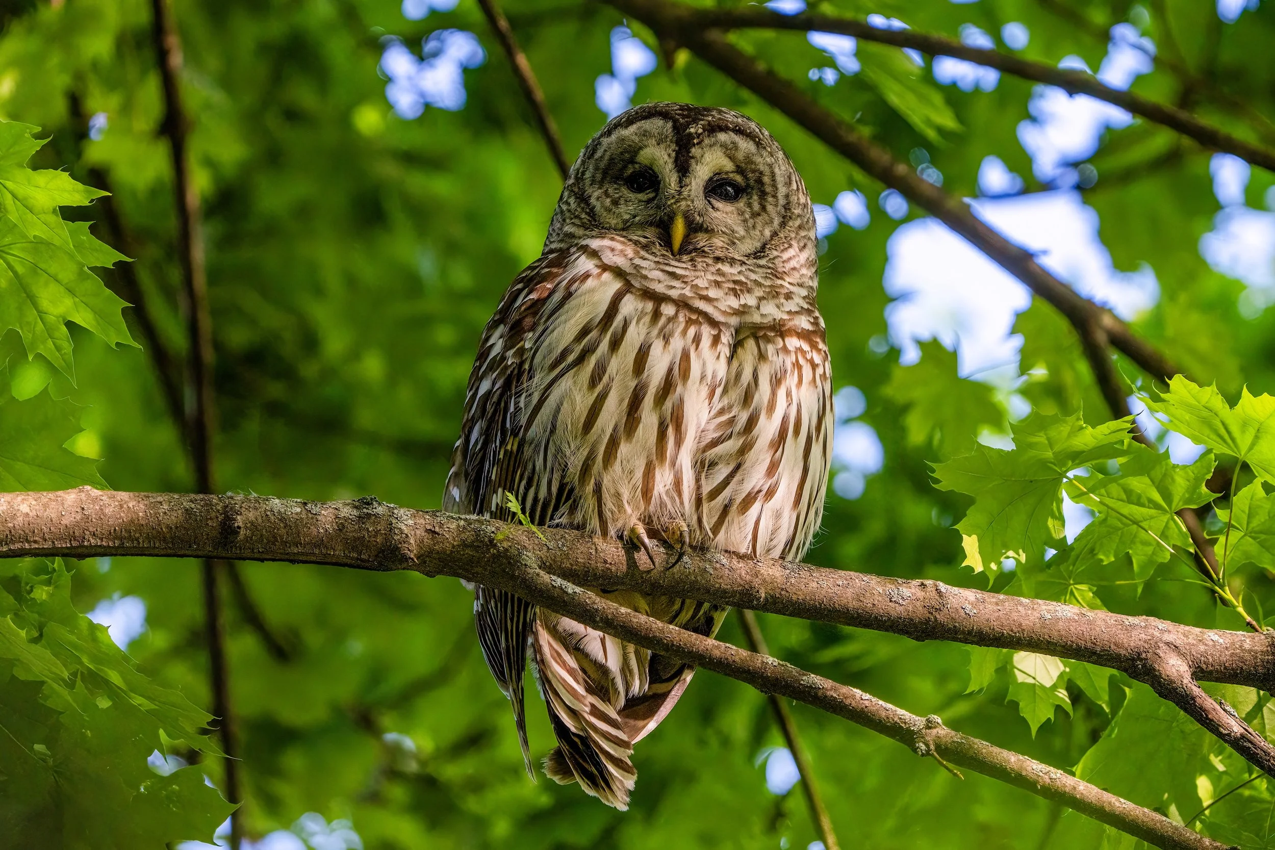 Mom Owl Keeping Watch
