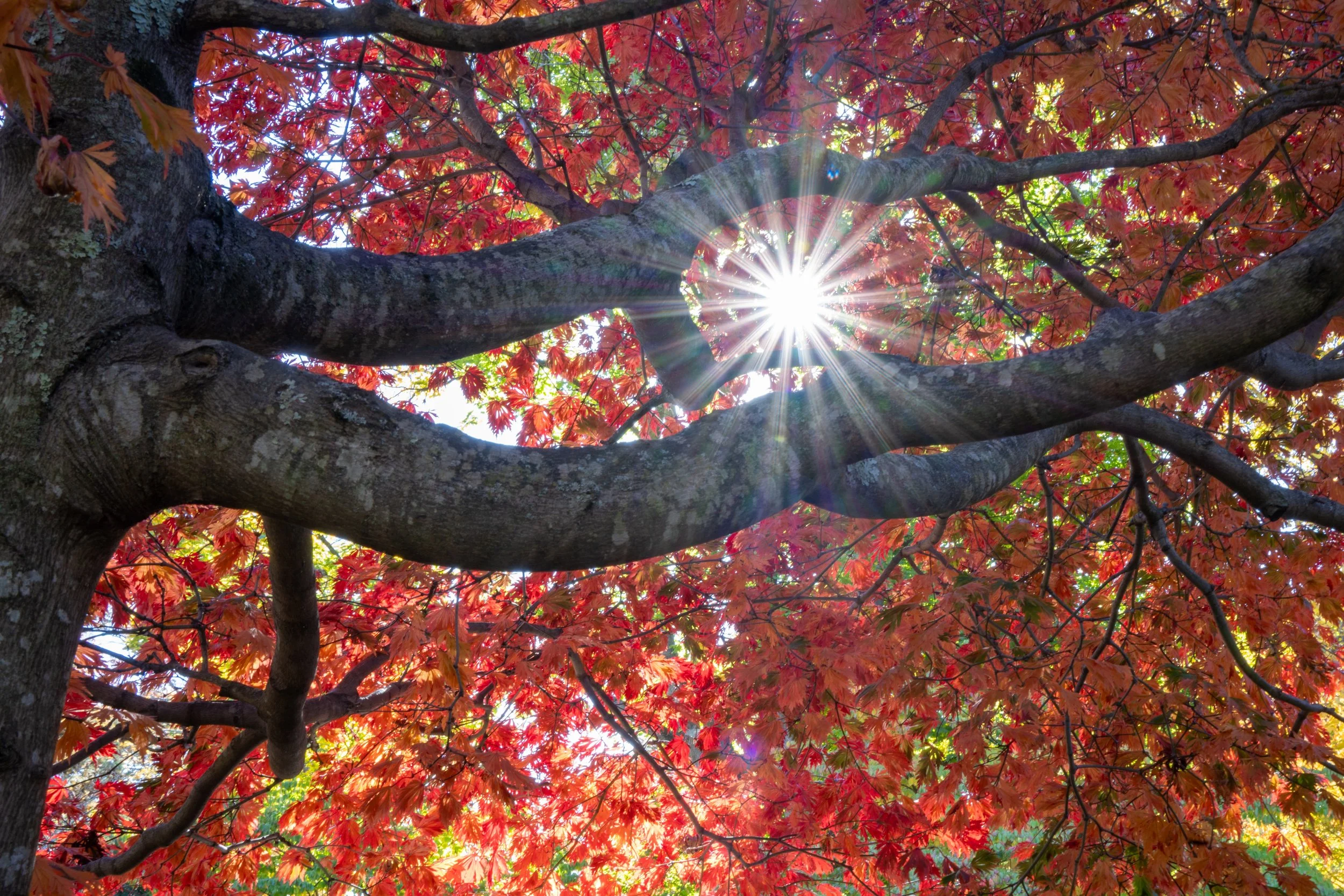 Sunburst Through Limbs