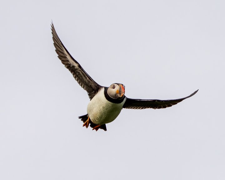 Puffin Flight
