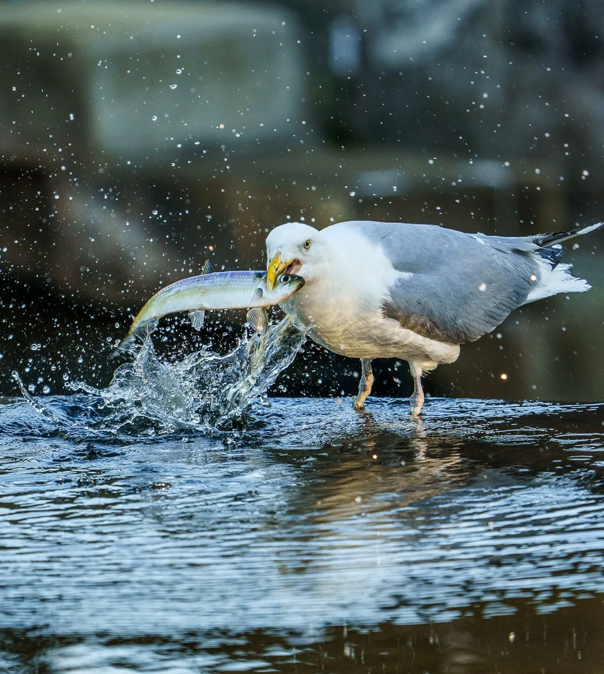 Seagull Splash
