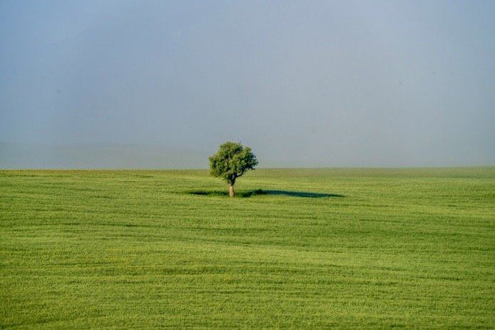 Lone Tree
