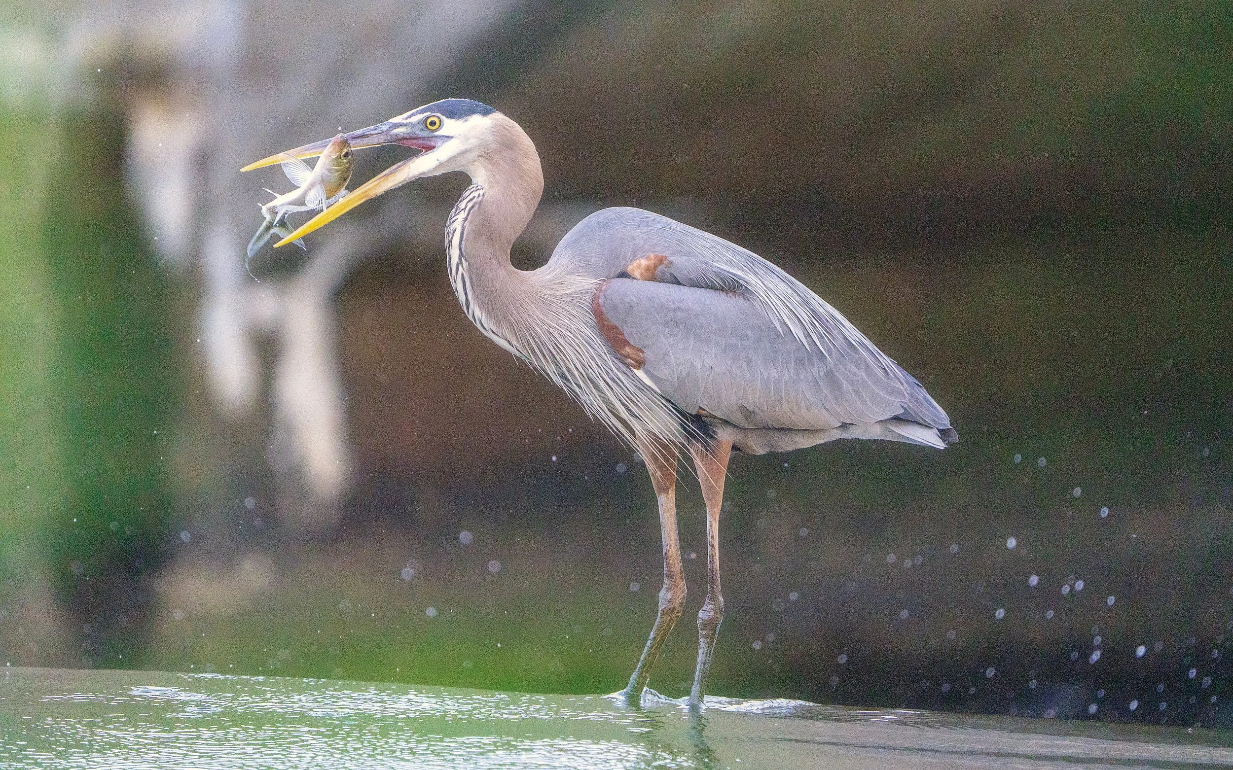 Great Blue with Catch