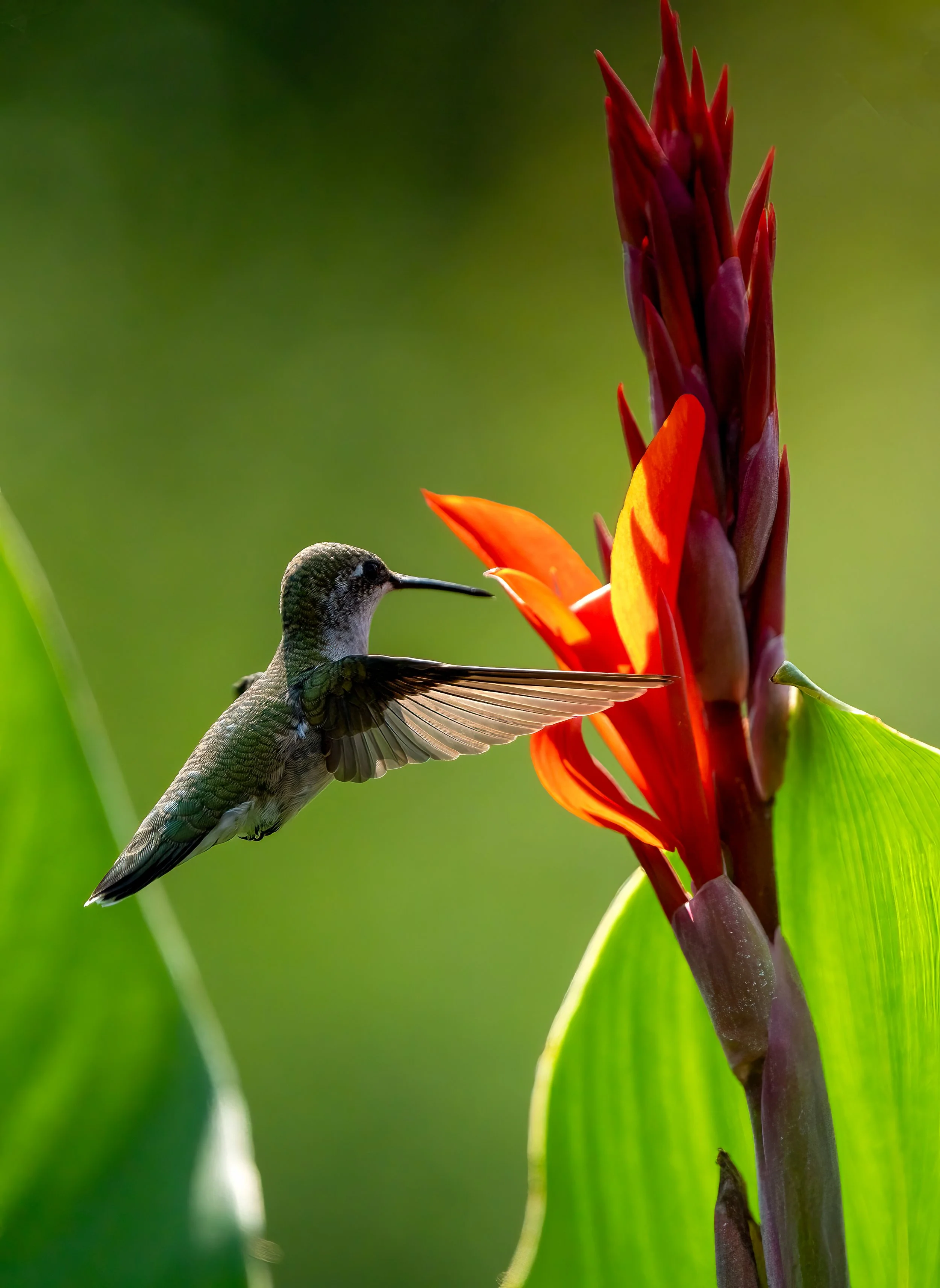Lady Attracted to Red