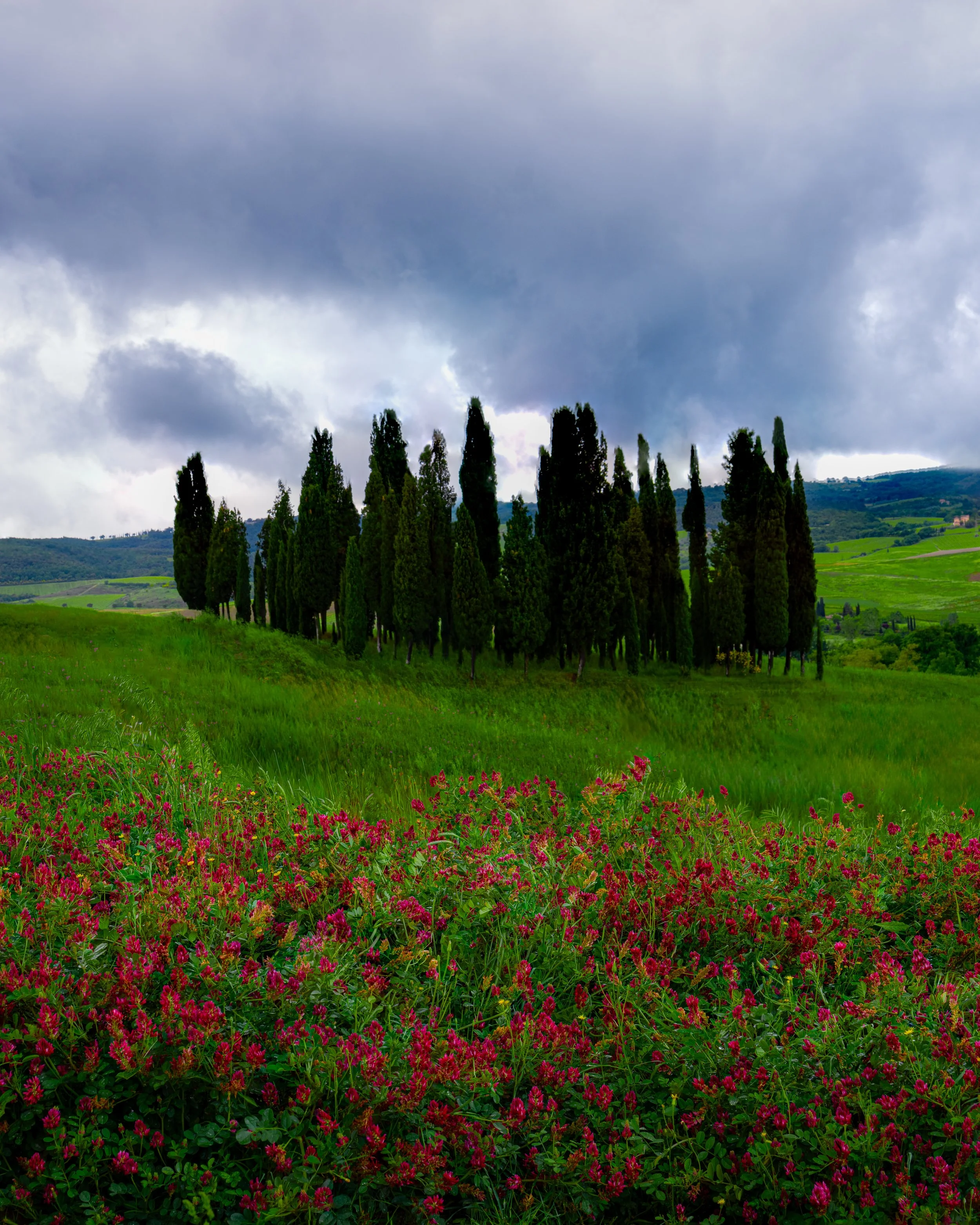 Circle of Cypress