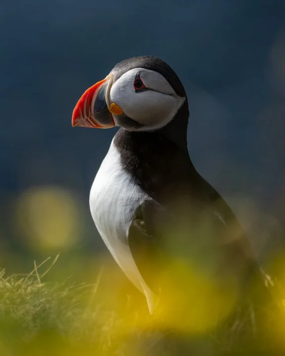 Calm Puffin