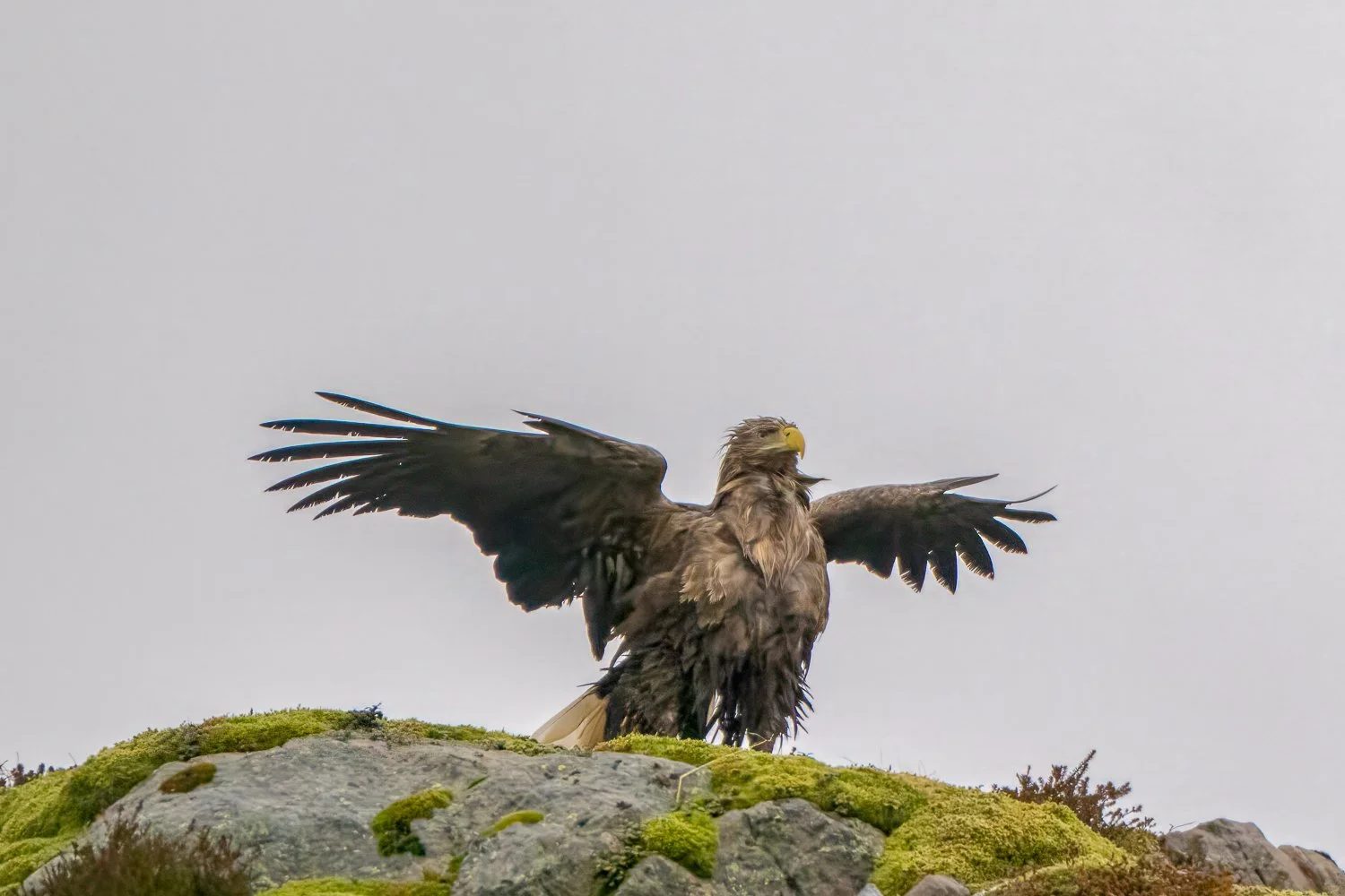 Sea Eagle