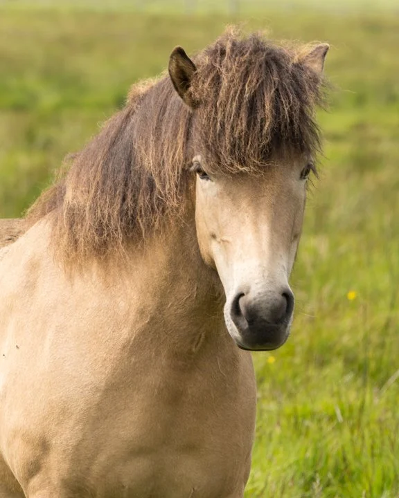 Icelandic Horse