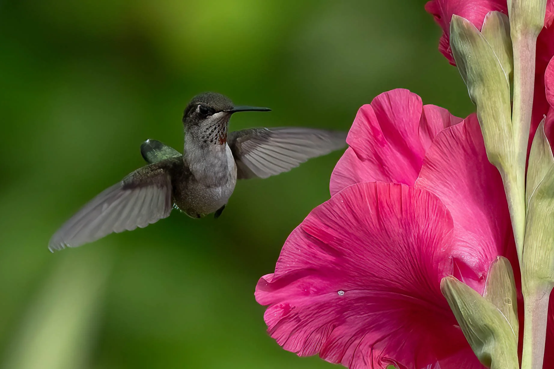 Juvenile Male Hovering