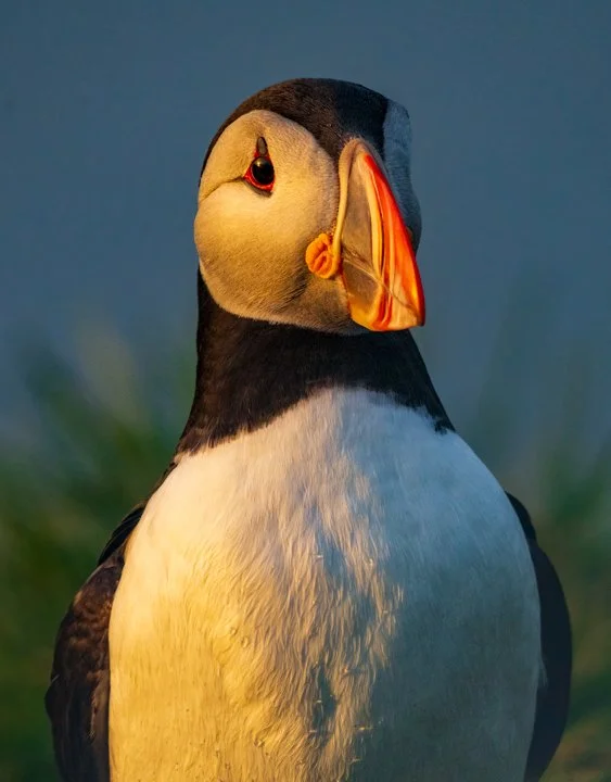 Borgarfjör∂ur Puffin