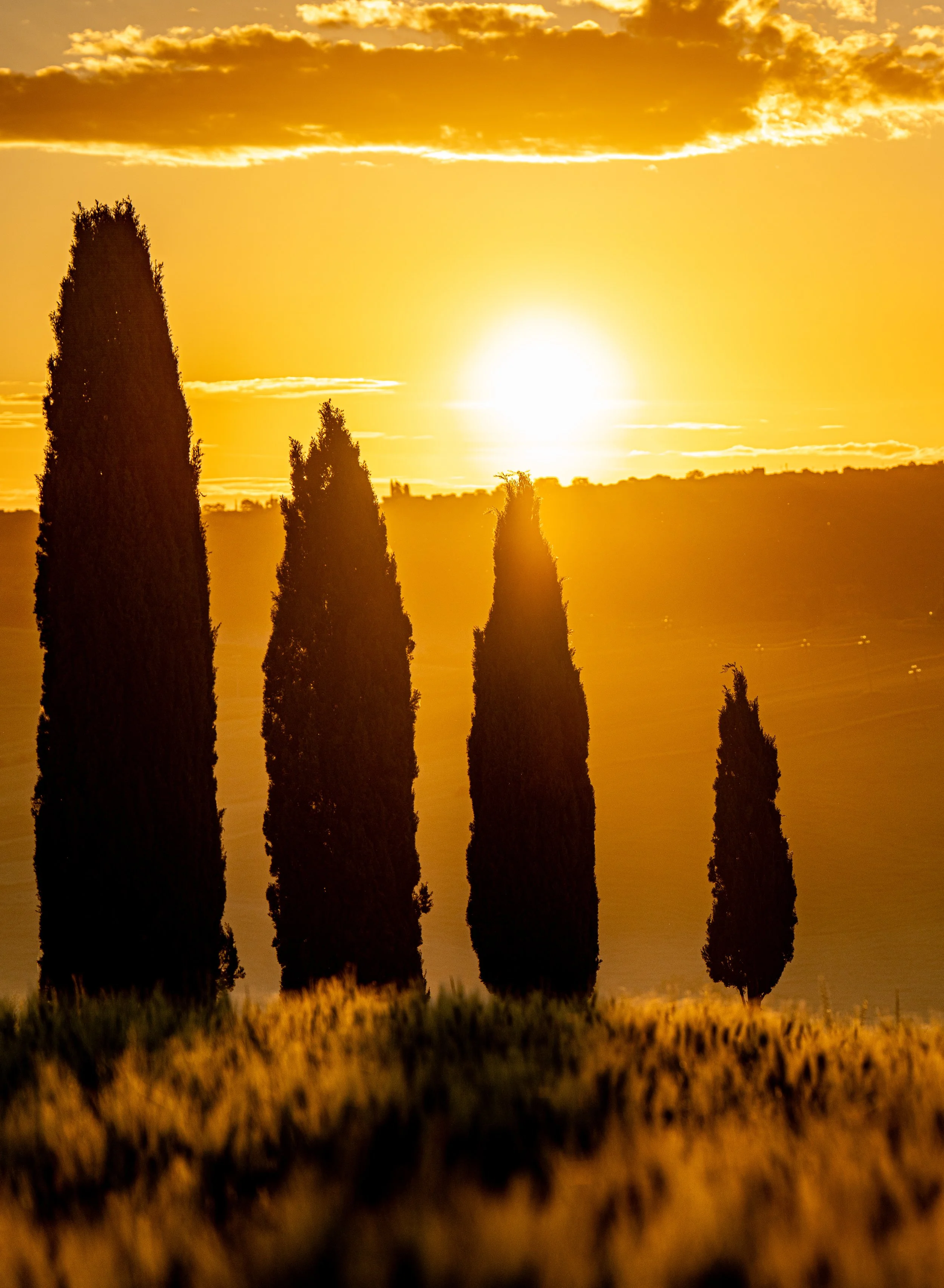 Cypress at Sunrise