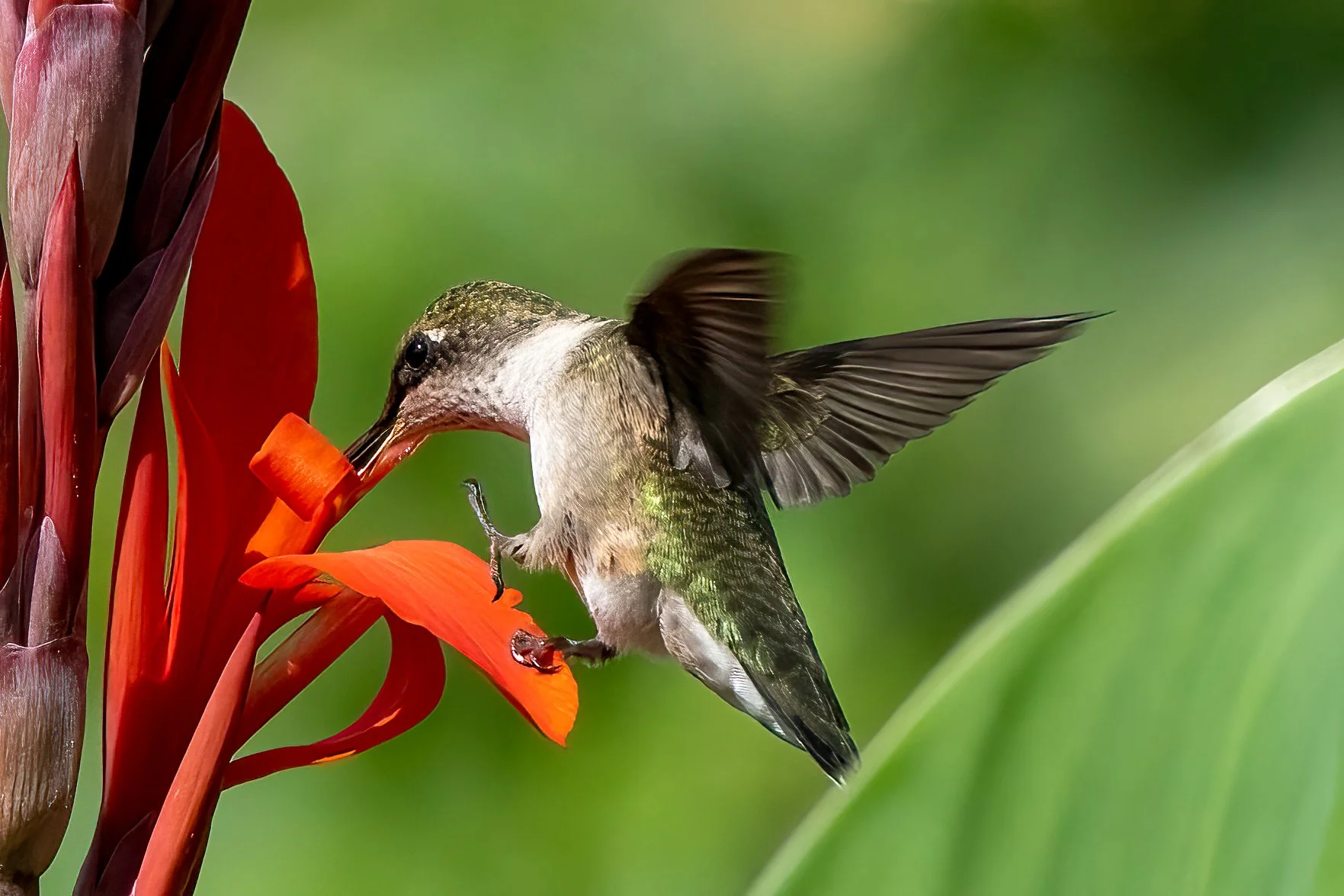 Stepping Up to the Nectar Bar