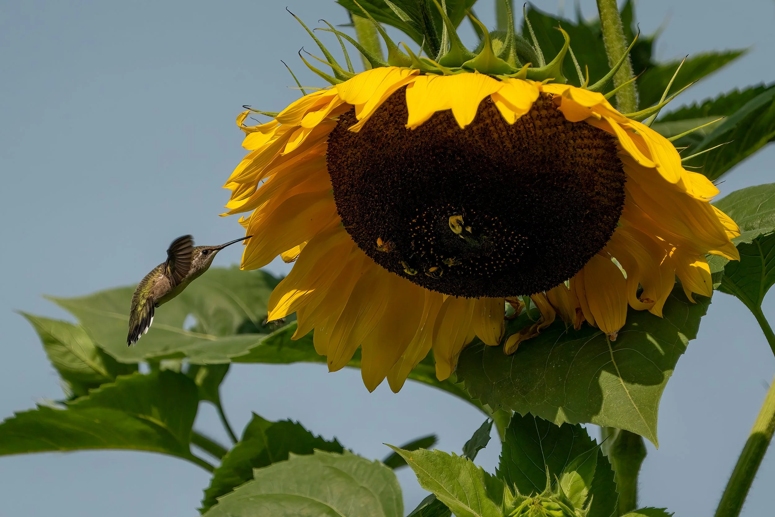 Small Bird Big Flower