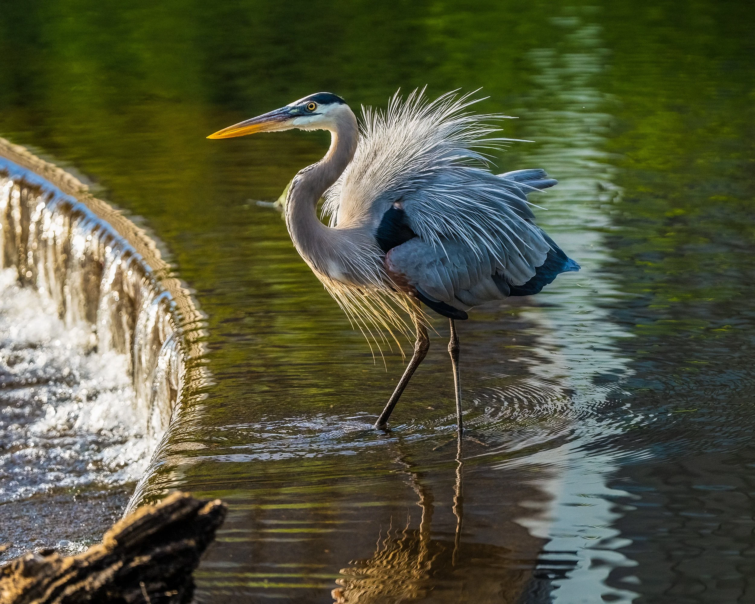 Great Blue Hackles