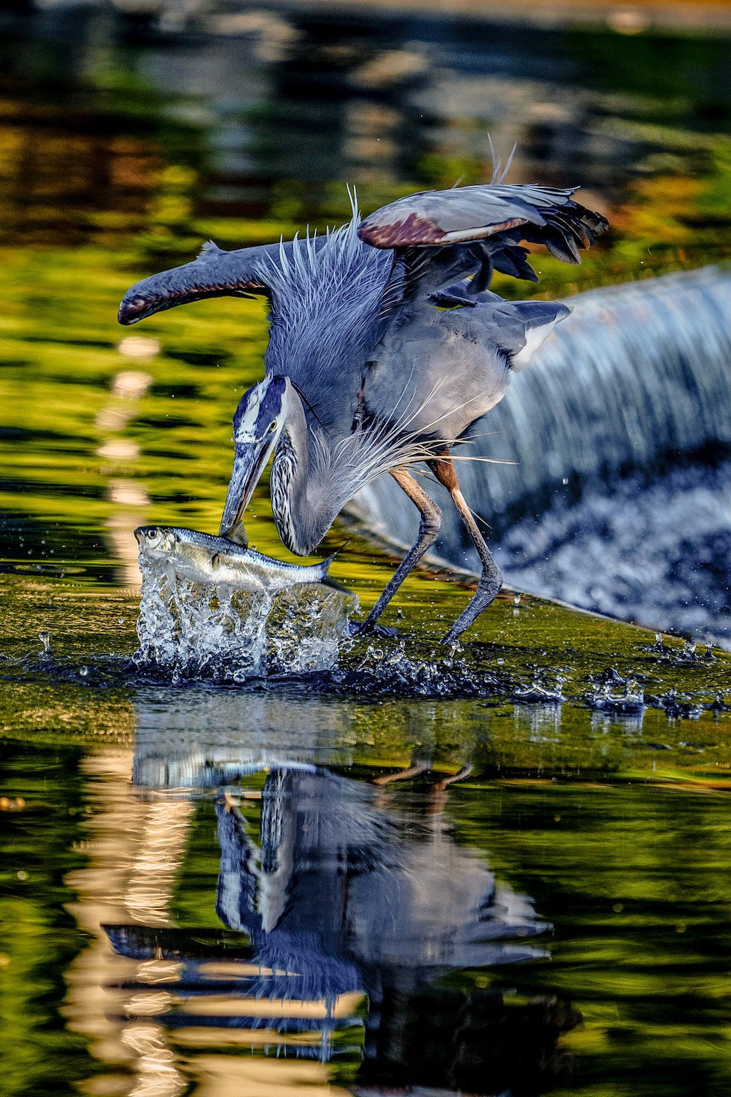 Blue Heron with a Fish