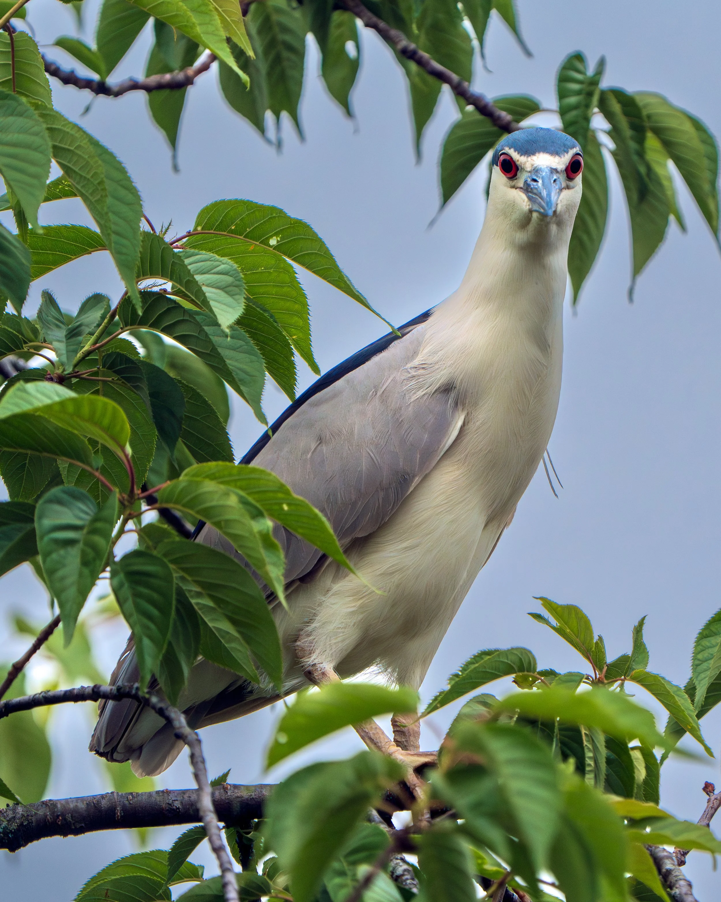 Black Cap Perched