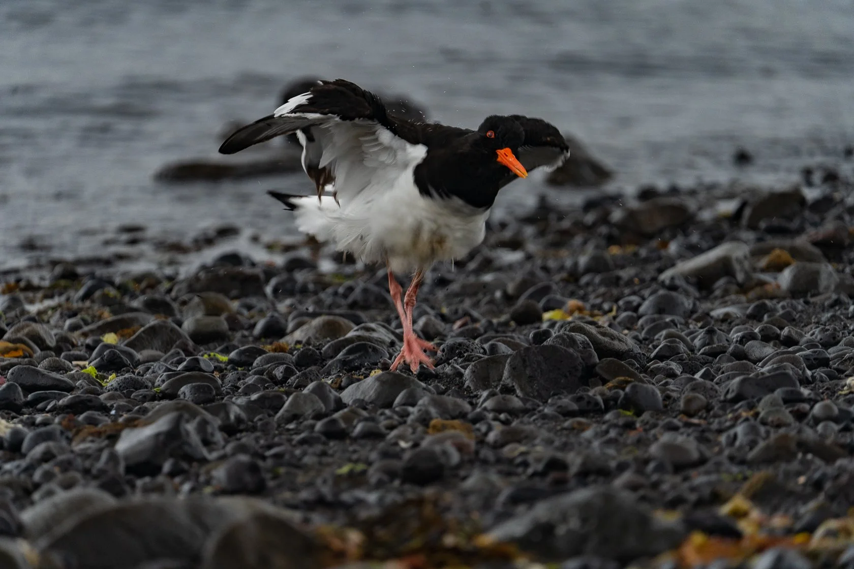 Oystercatcher