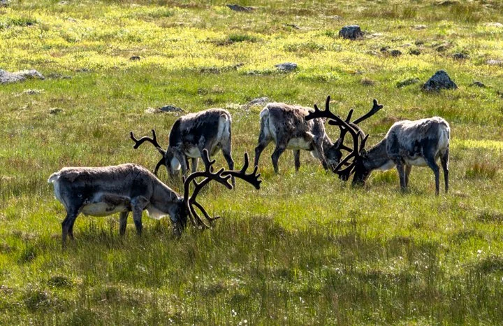 Reindeer Grazing