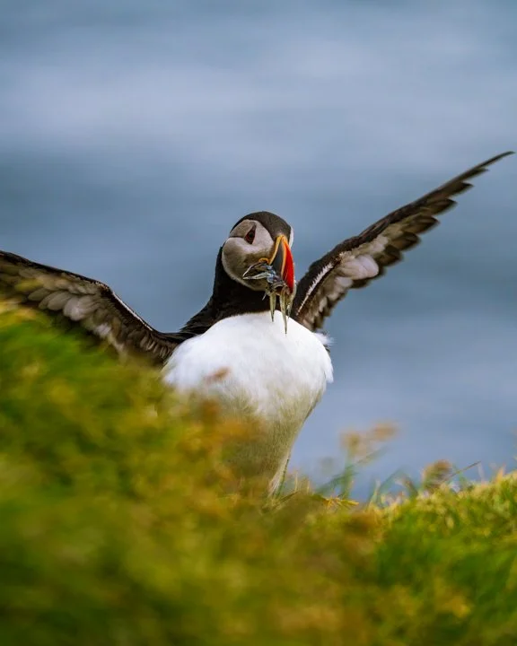 Bringing Home Dinner