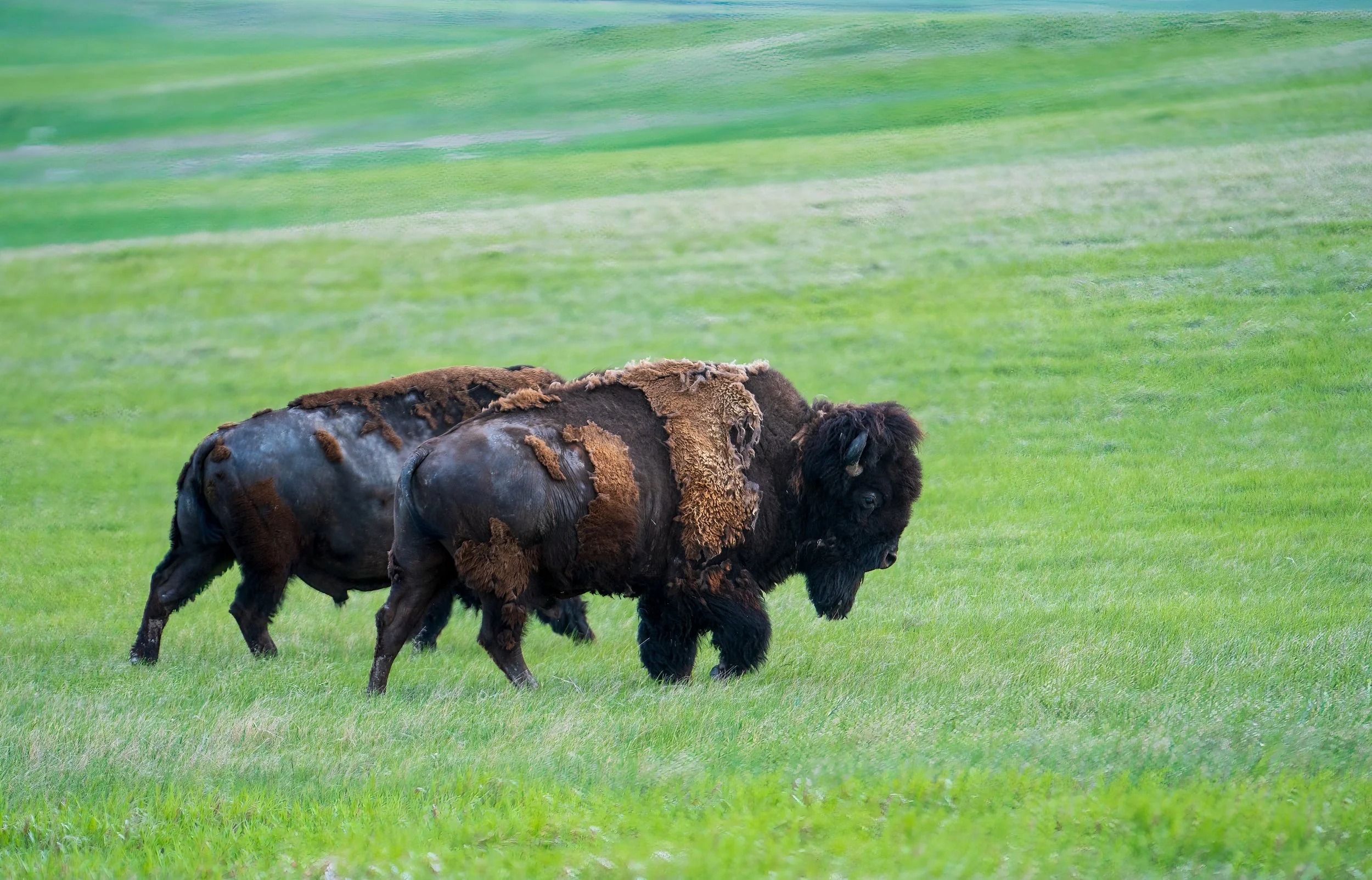 Buffalo Roam