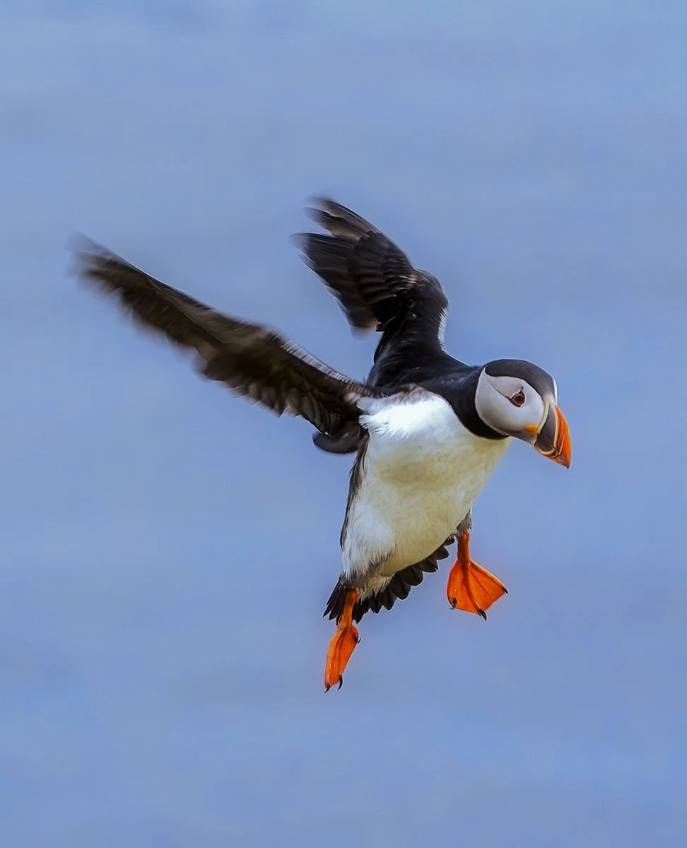 Coming in for a Landing