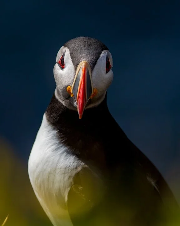 Portrait of a Puffin