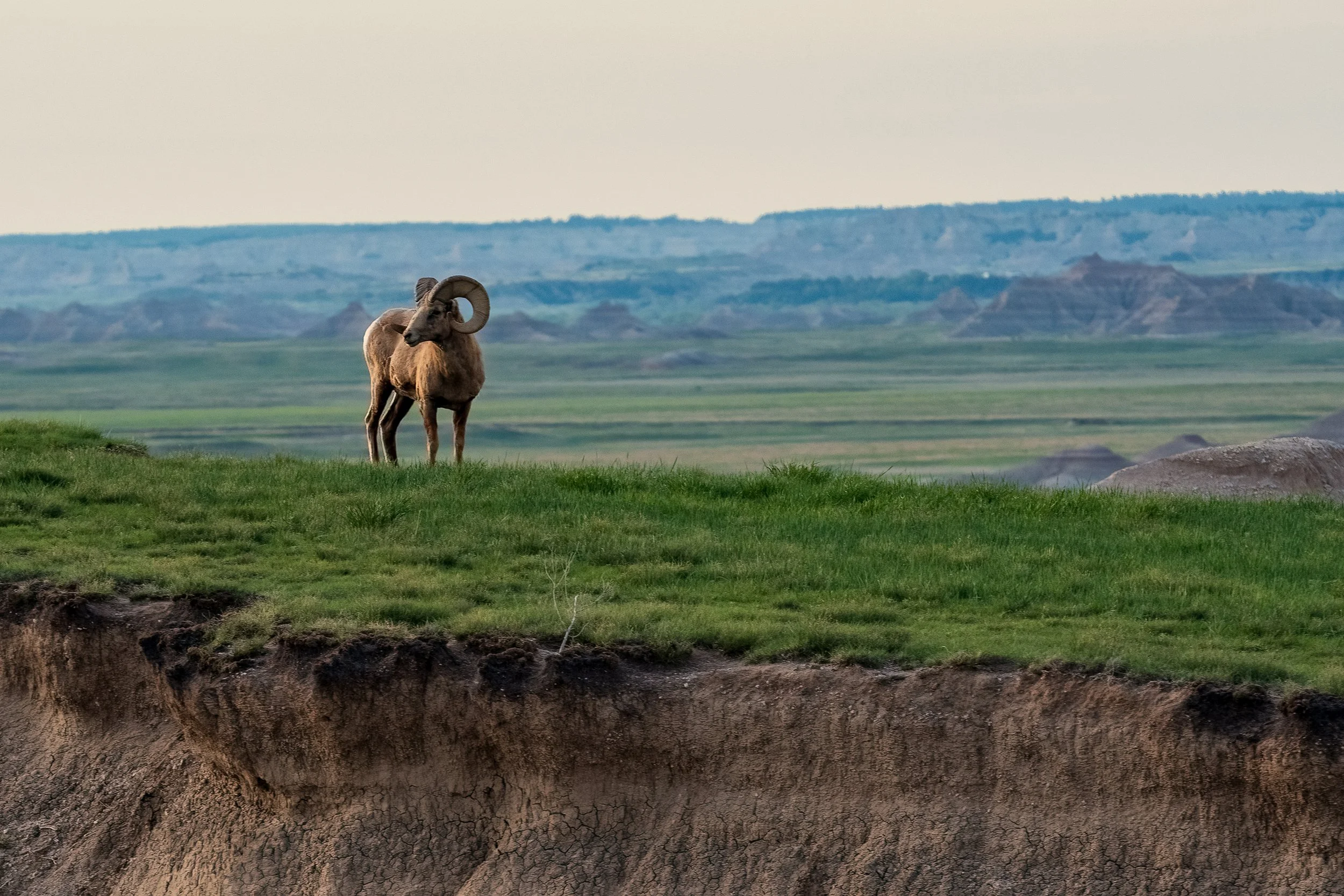 Bighorn
