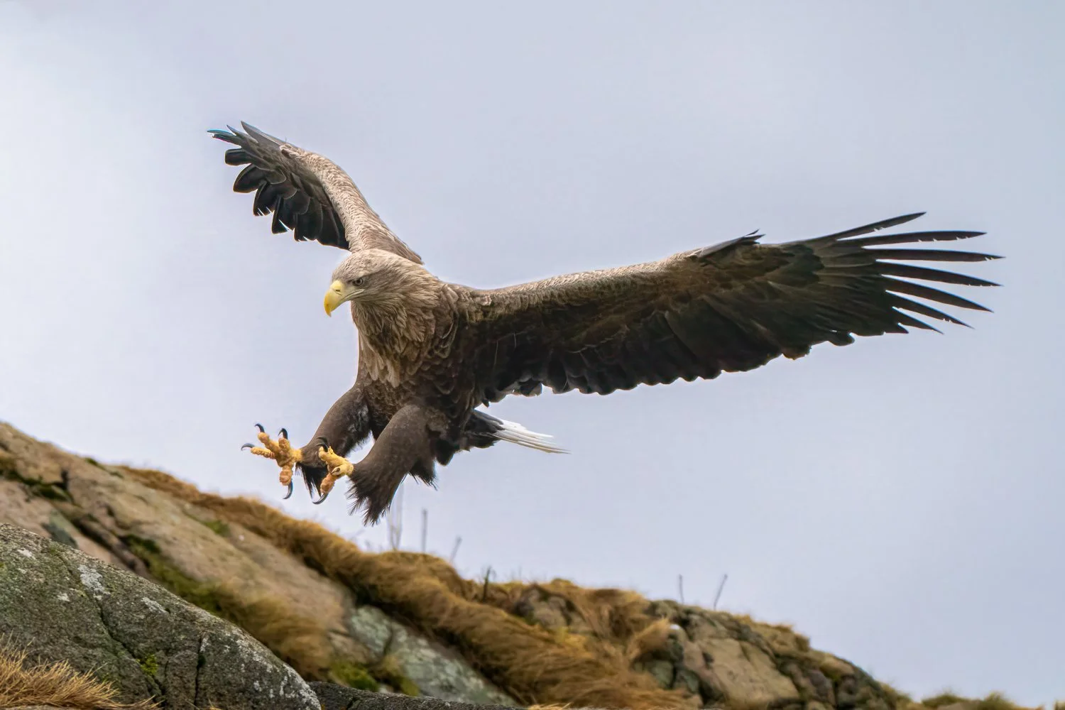 Coming in for a Landing