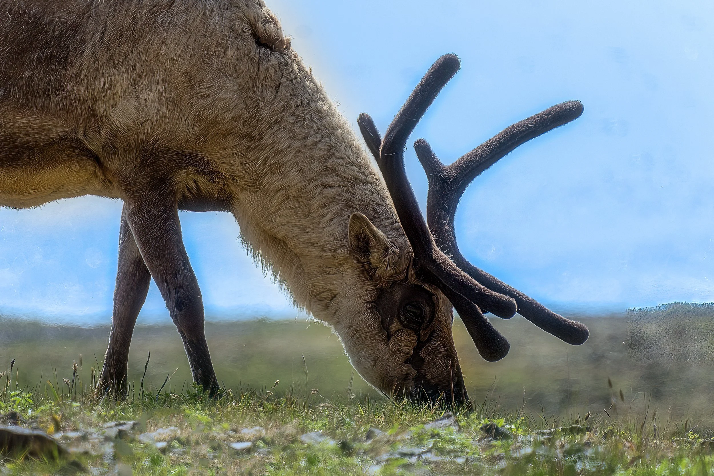 Iceland Reindeer