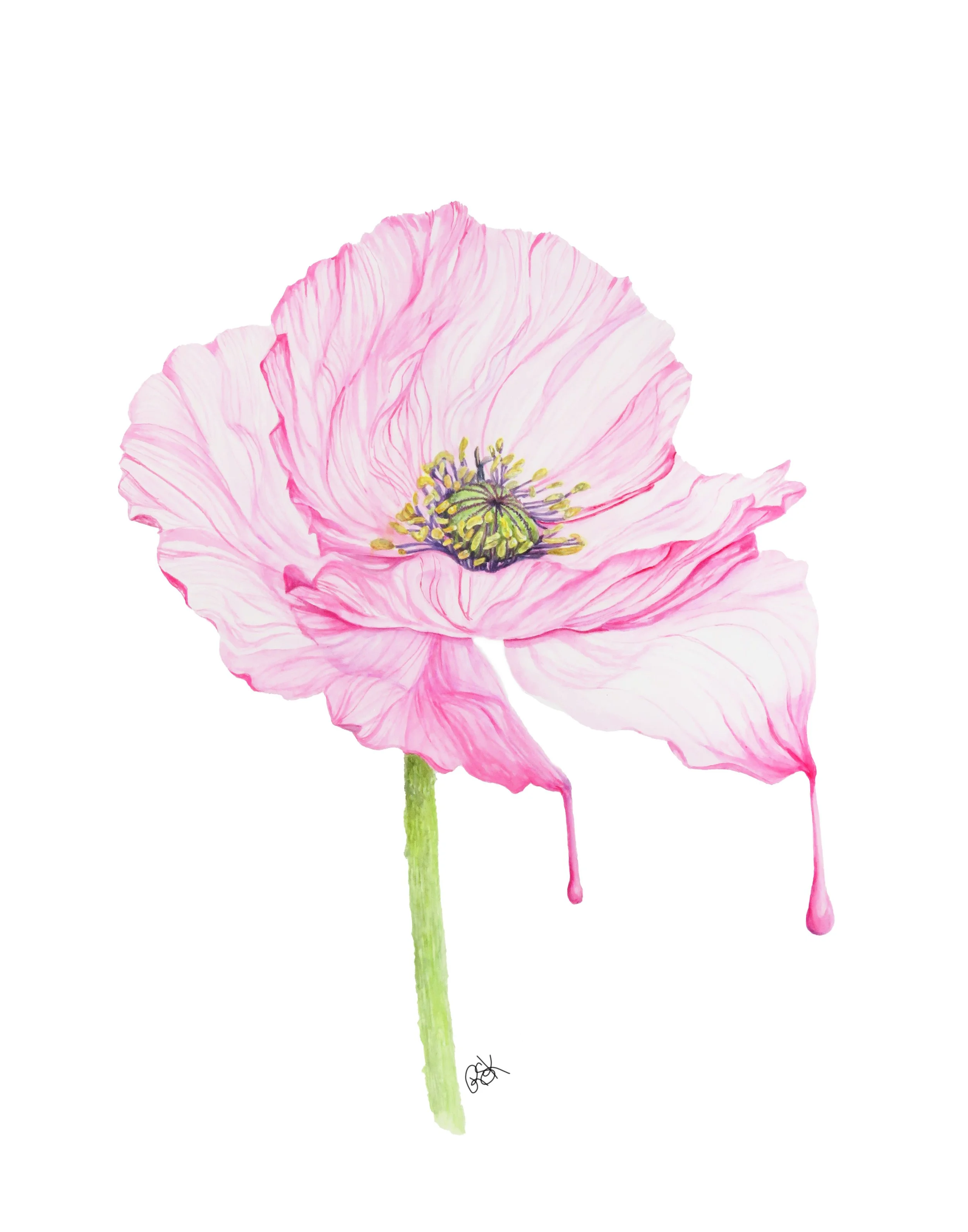 pink flower poppy watercolor original art by Rebekah Snow
