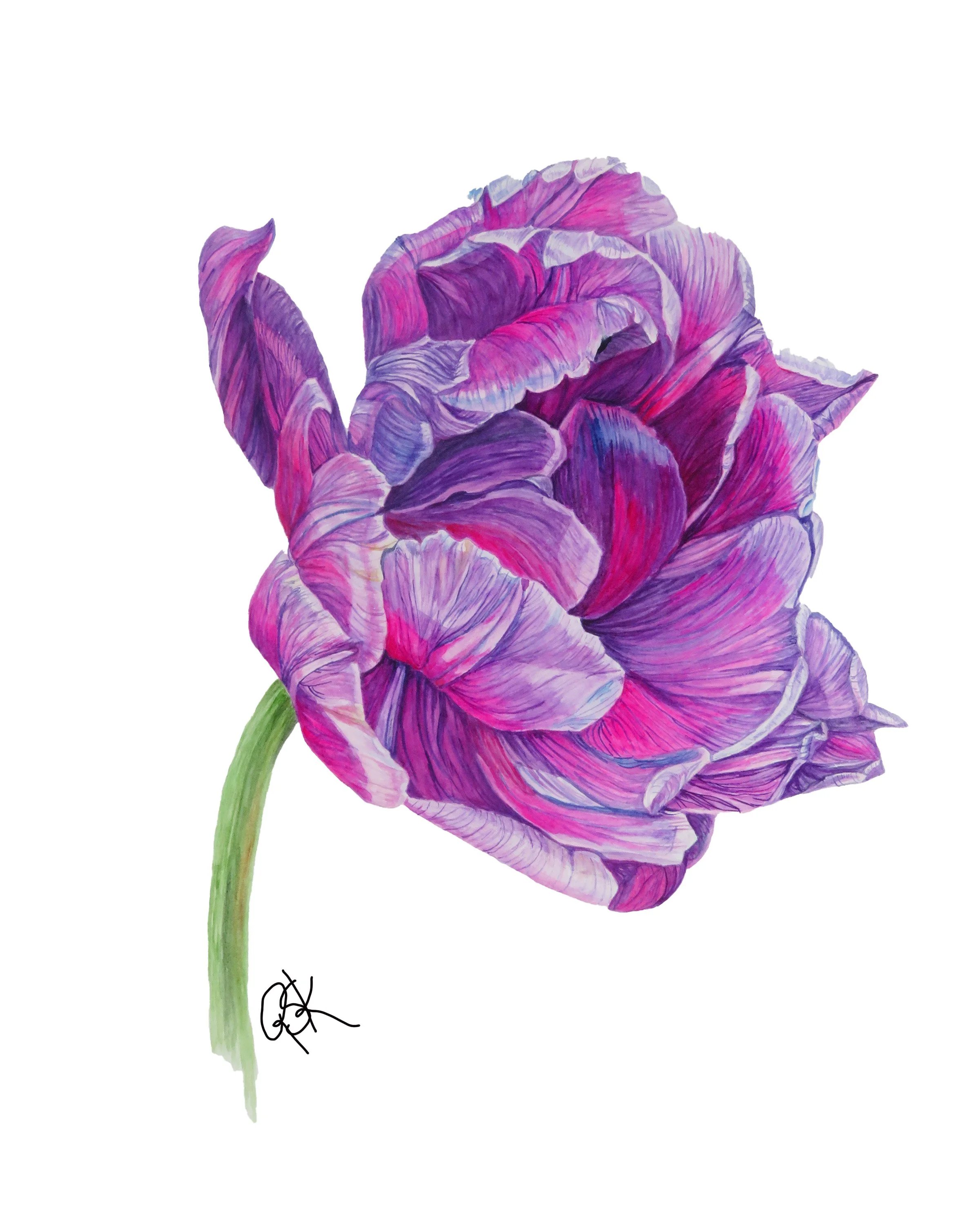 A colorful illustration of a tulip flower with shades of pink, purple, and violet, with a green stem, on a white background.