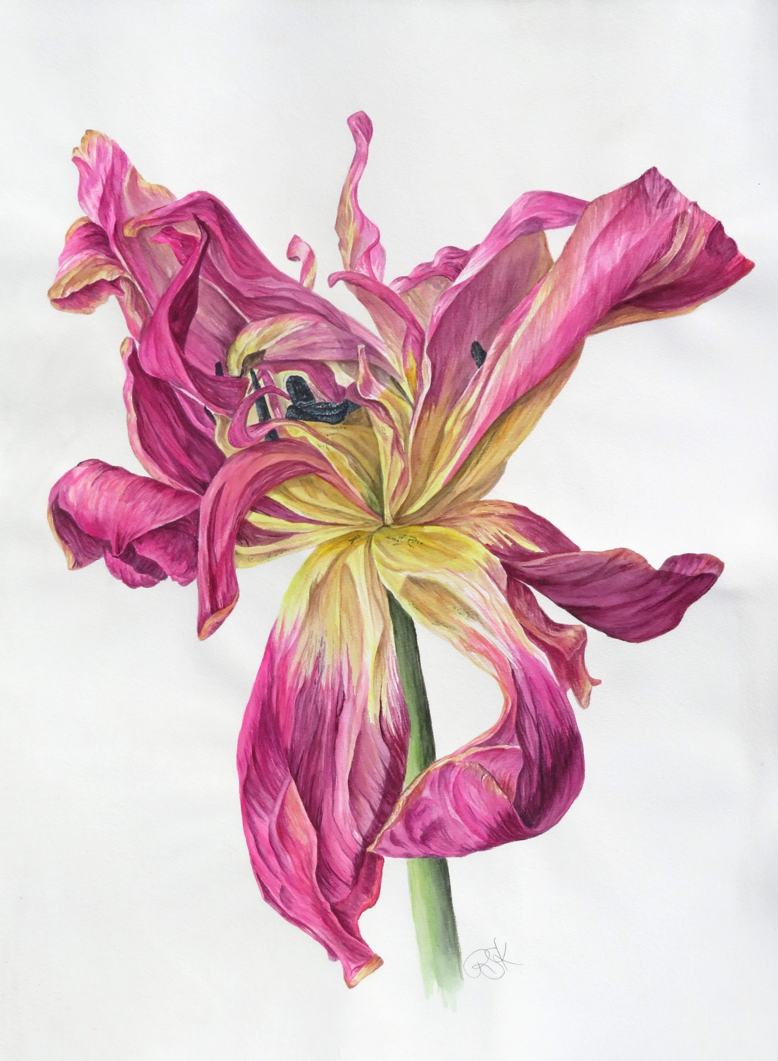 Watercolor of dried pink tulip by Rebekah Snow artist