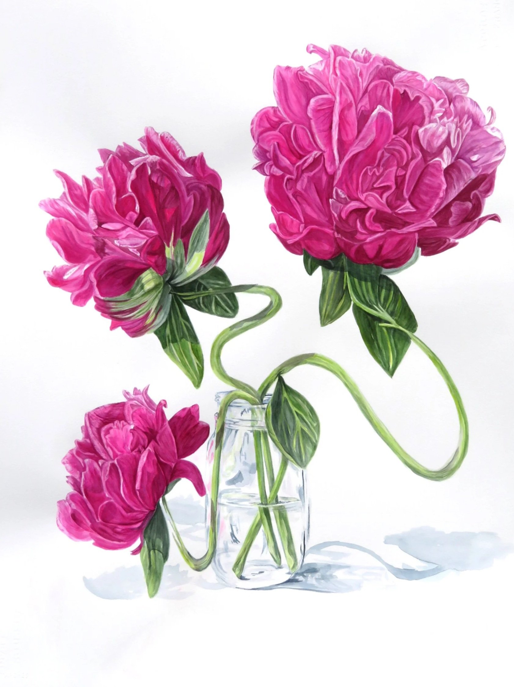 Painting of three pink peony flowers in a glass vase, with lush green leaves and curved stems against a white background.