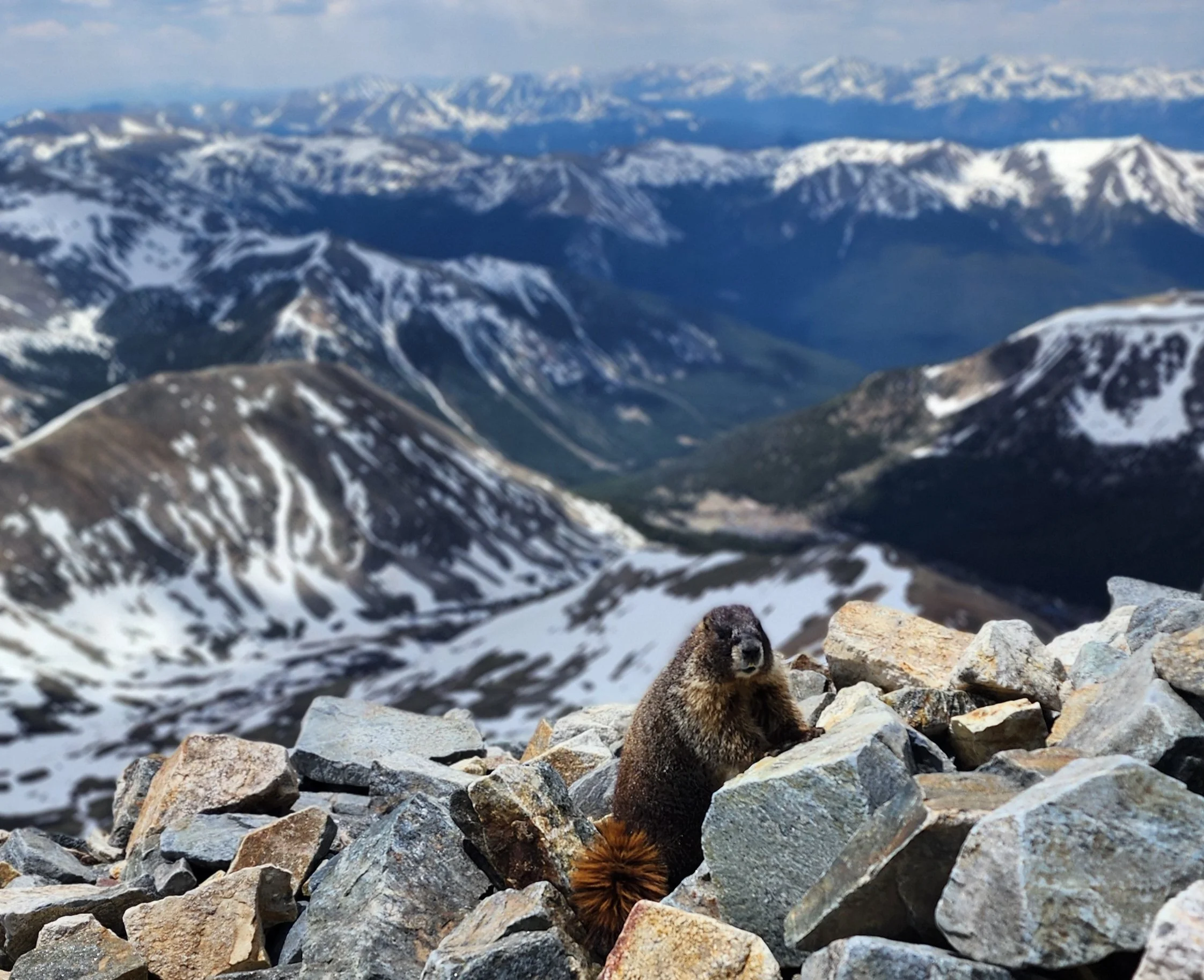 Marmot perched on mountain rocks with snowy peaks in the background, representing resilience and adaptability as core leadership strengths