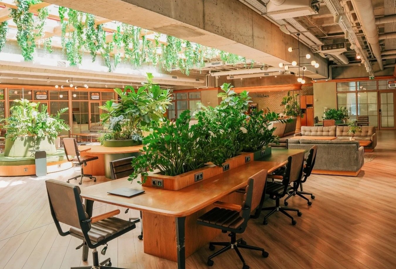 Modern office space filled with natural light and greenery, symbolizing how executive coaching fosters healthy leadership environments and organizational growth