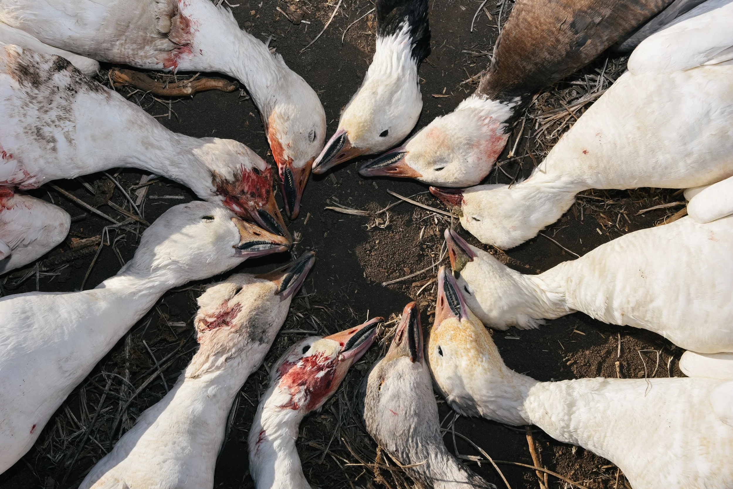 platte-basin-outdoors-hailey-cade-snow-goose-march-26-64.jpg