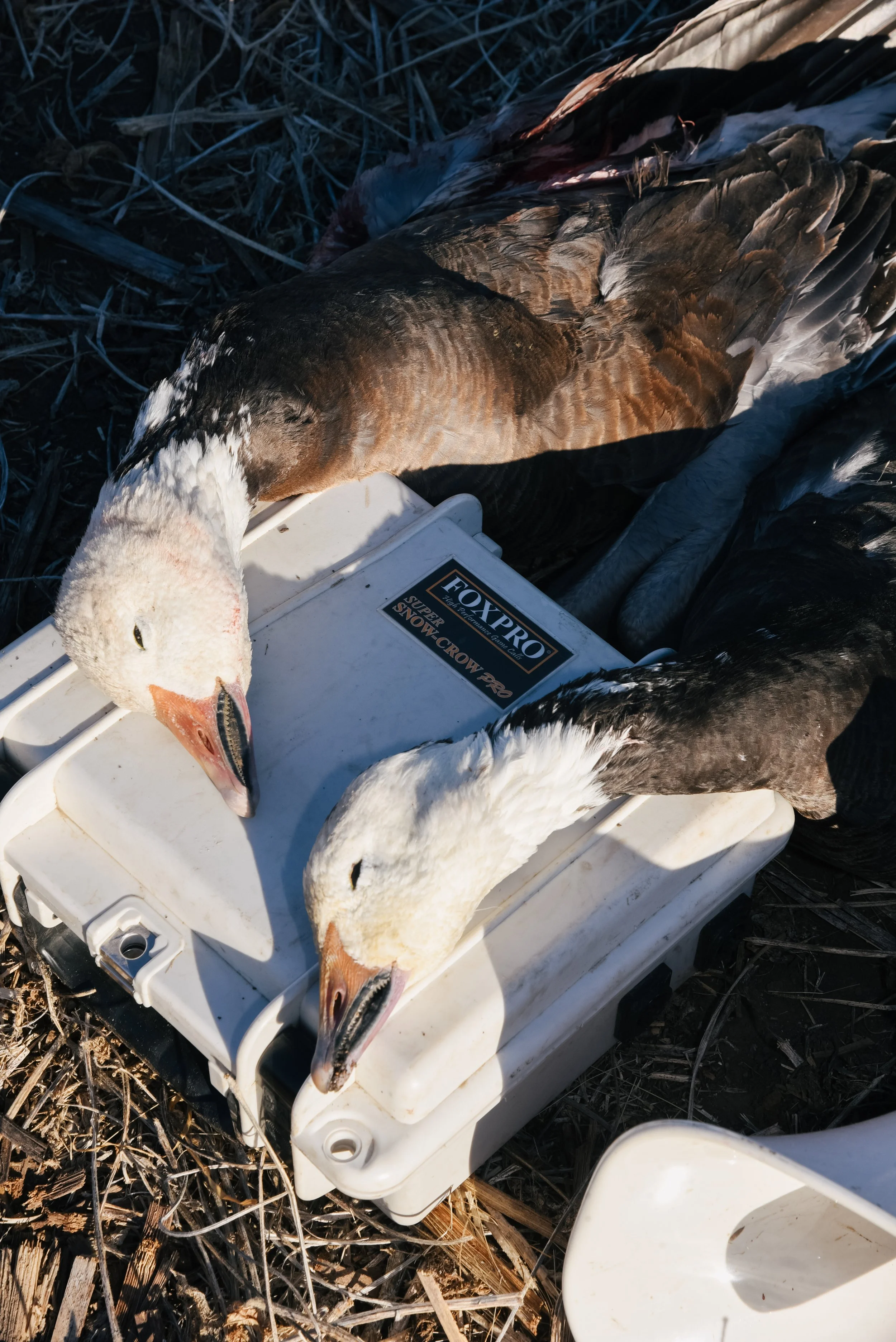 platte-basin-outdoors-hailey-cade-snow-goose-march-26-52.jpg