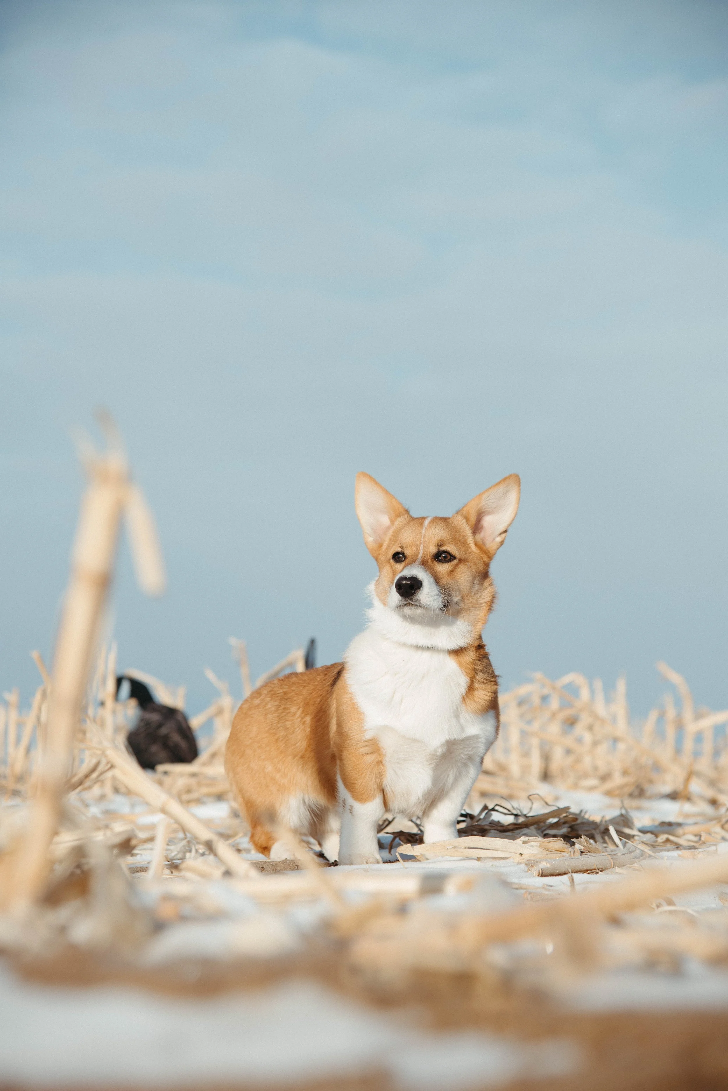 Goose Hunting-8.jpg